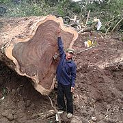 Akatien-Baum - Suar-Holz mit Arbeiter