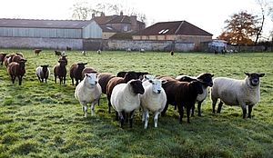 Haus von Somnus im Vordergrund eine Herde Schafe