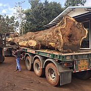 Akatien-Baum - Suar-Holz beider Verladung auf den LKW